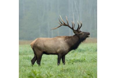 Meet the makers in Elk Country