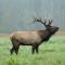 Meet the makers in Elk Country