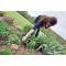 Blackberry & Sage Market: A Story of Love and Sustainability