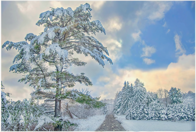 Bernadette Chiaramonte winter scene